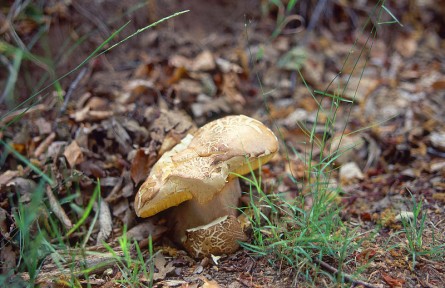 科技名词|担子菌 basidiomycetes