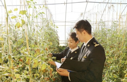 海关高效监管助推宁夏冷凉蔬菜“食力”出圈