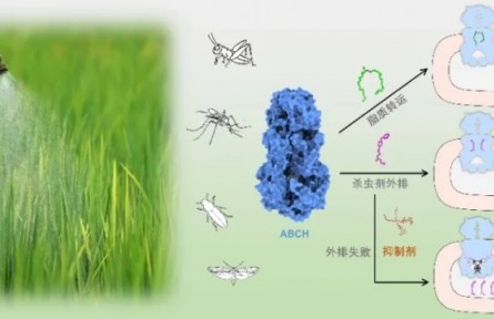 农业害虫表皮保湿排毒的秘密武器