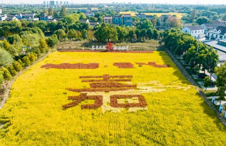 浙江嘉兴：粮食播种面积和总产量连续19年全省第一