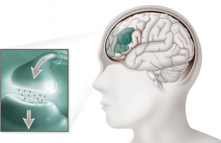 科技名词|神经递质 neurotransmitter