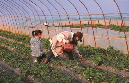 大棚草莓是“反季节水果”吗