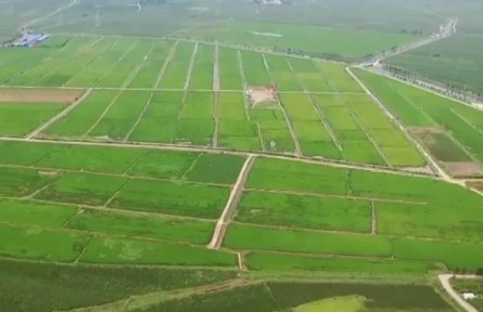 向盐碱地要食物——专访中国农业科学院农业资源与农业区划研究所研究员李玉义