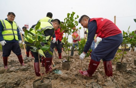 广西北海：淤泥滩涂抢种红树林