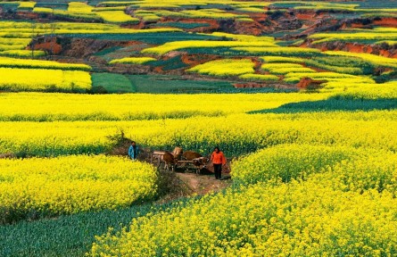 云南红河泸西：油菜花开春来美